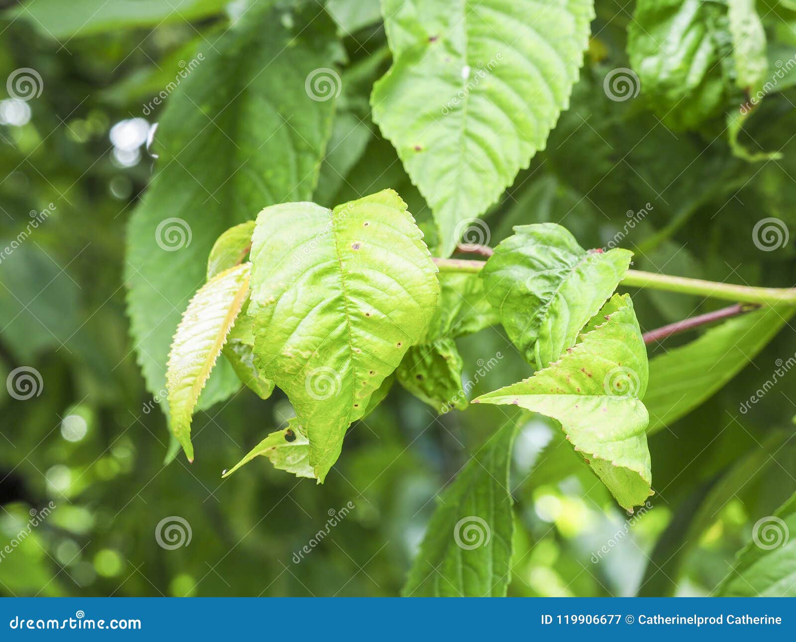 Post Image