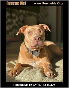 49 Dogs Rescued From Licensed Breeder In Washington County Investigation 49 Dogs Rescued From Licensed Breeder In Washington County Investigation