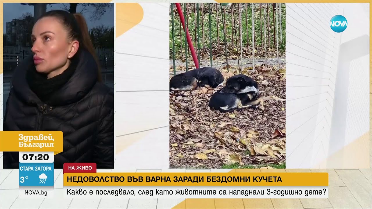 8 Години От Осиновяването На Българско Куче От Джерард Бътлър 8 Години От Осиновяването На Българско Куче От Джерард Бътлър
