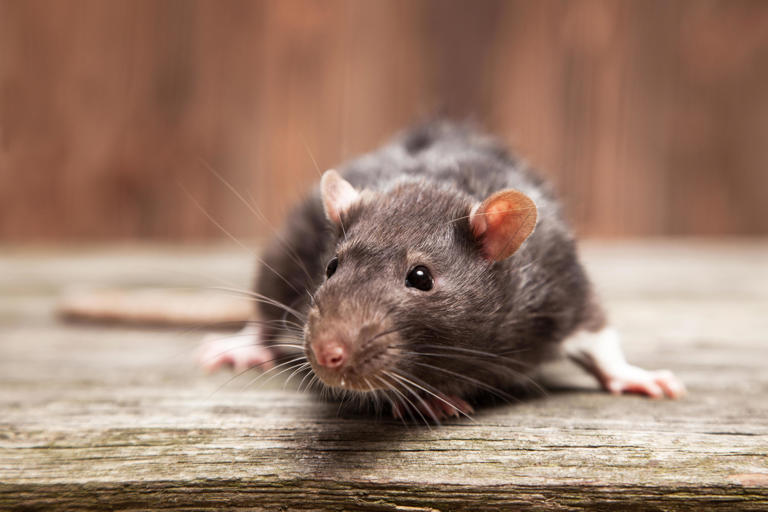 Addressing The Crisis: Drug-Addicted Rats In Houston Addressing The Crisis: Drug-Addicted Rats In Houston