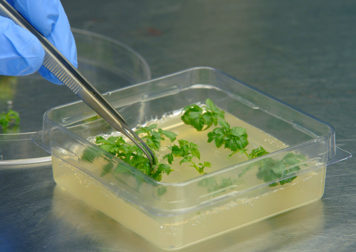 Advanced CRISPR System For Precise Whole-Gene Integration Advanced CRISPR System For Precise Whole-Gene Integration