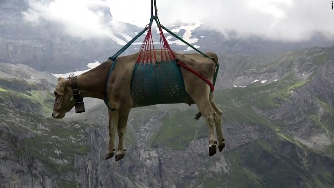 Airlift Operation Rescues 96 Cows From Isolated Swiss Village Airlift Operation Rescues 96 Cows From Isolated Swiss Village