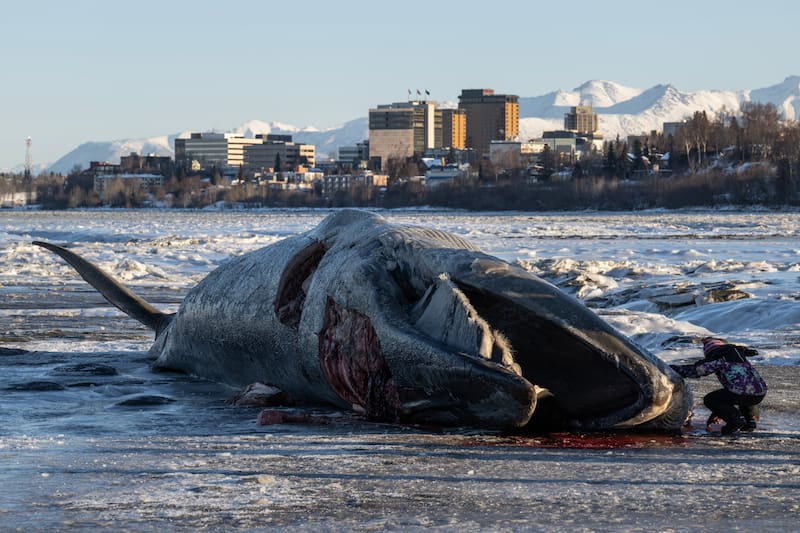 Anchorage Fin Whale Recovery Delayed: Soft Mudflats And Rising Temperatures Anchorage Fin Whale Recovery Delayed: Soft Mudflats And Rising Temperatures