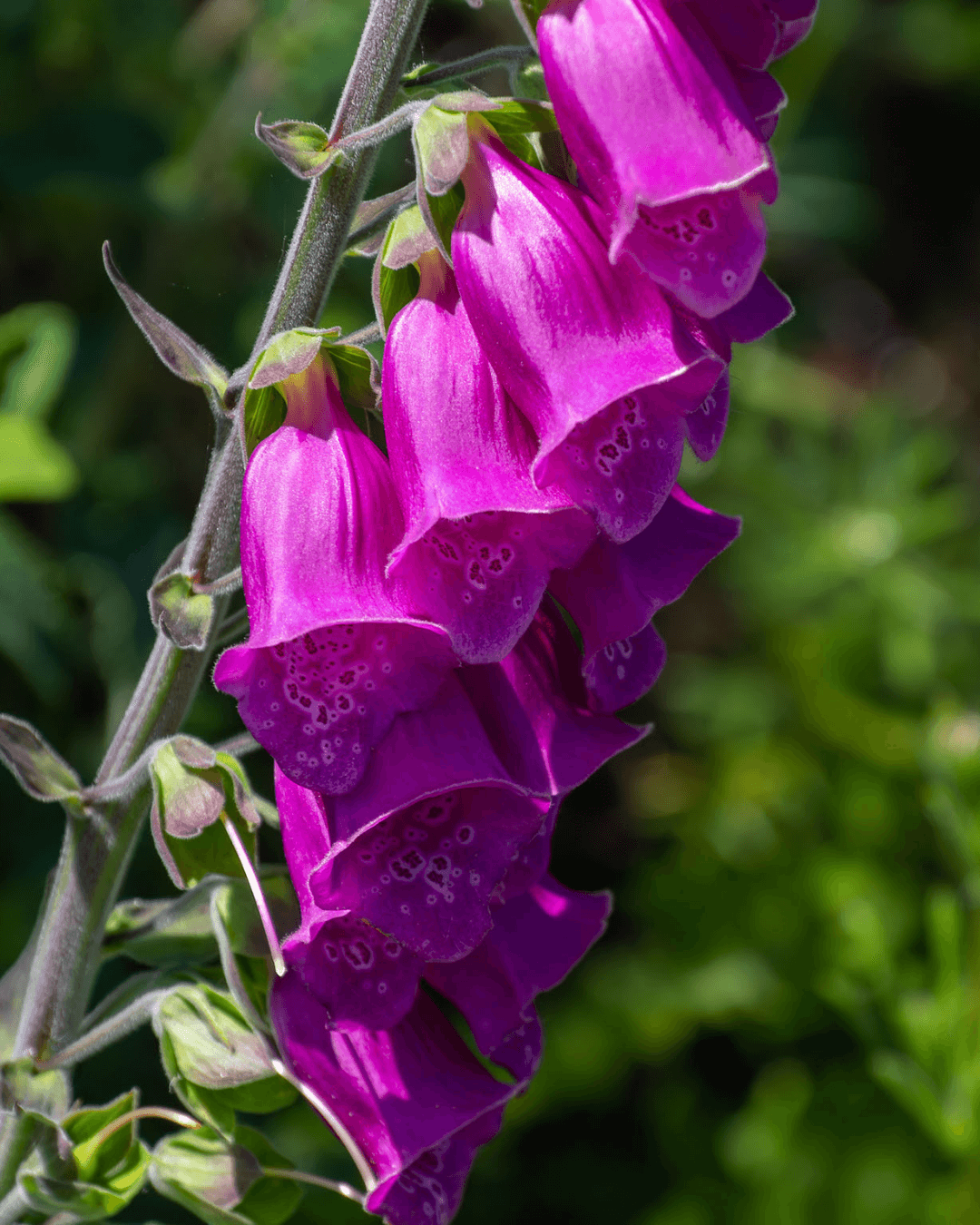 Annuals And Perennials: Understanding The Differences For Garden Planning Annuals And Perennials: Understanding The Differences For Garden Planning