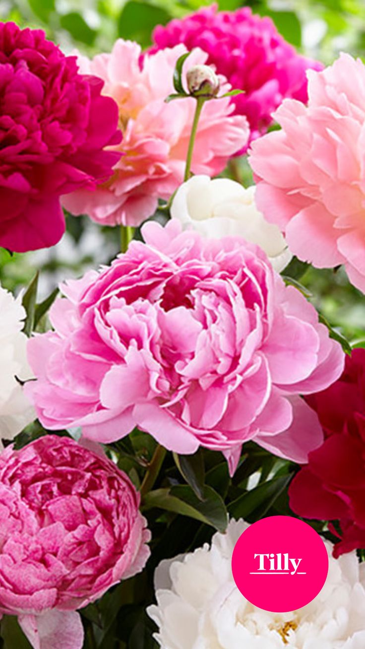 Annuals Or Perennials: A Guide To Choosing The Perfect Plants Annuals Or Perennials: A Guide To Choosing The Perfect Plants