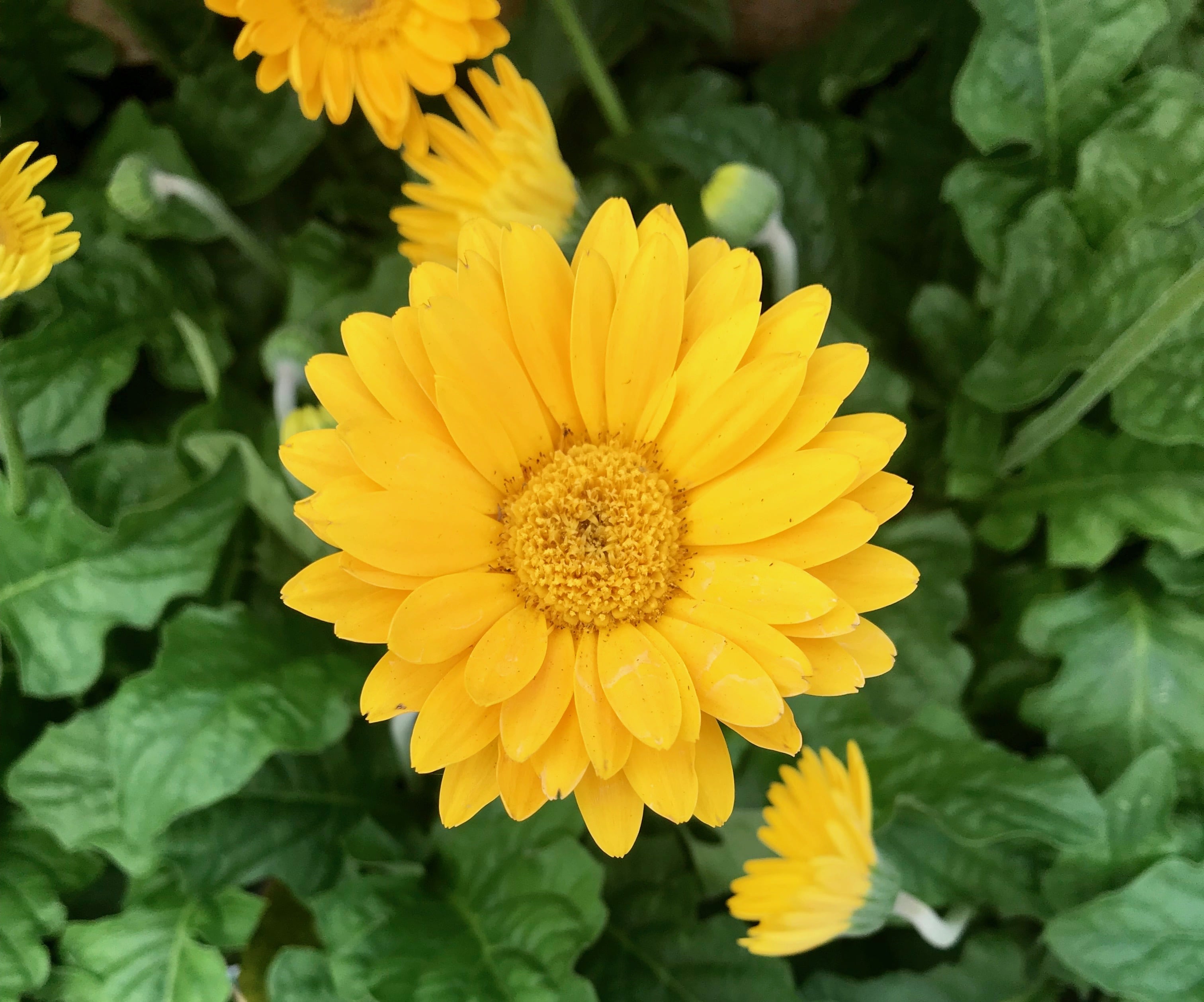 Annuals Vs. Perennials: Which Flowers Are Right For Your Garden? Annuals Vs. Perennials: Which Flowers Are Right For Your Garden?