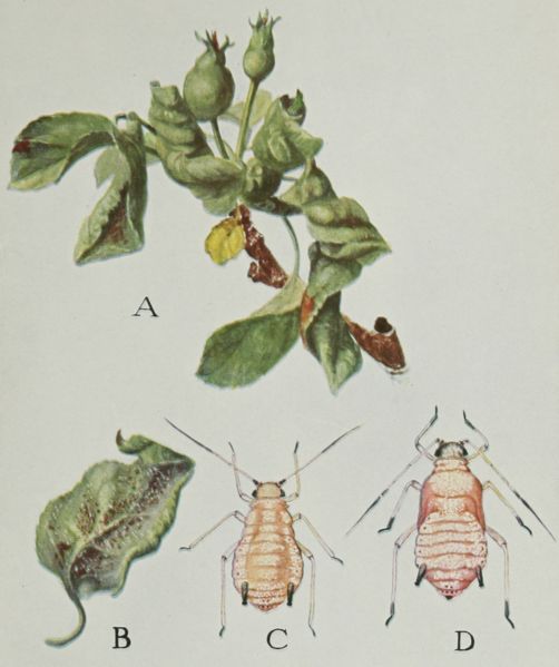 Apple Crop Forecast: Significant Reduction Due To Rosy Apple Aphid Infestation Apple Crop Forecast: Significant Reduction Due To Rosy Apple Aphid Infestation