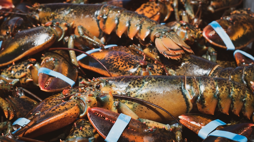 Atlantic Canada Lobster Industry: Navigating Low Prices And Economic Challenges Atlantic Canada Lobster Industry: Navigating Low Prices And Economic Challenges