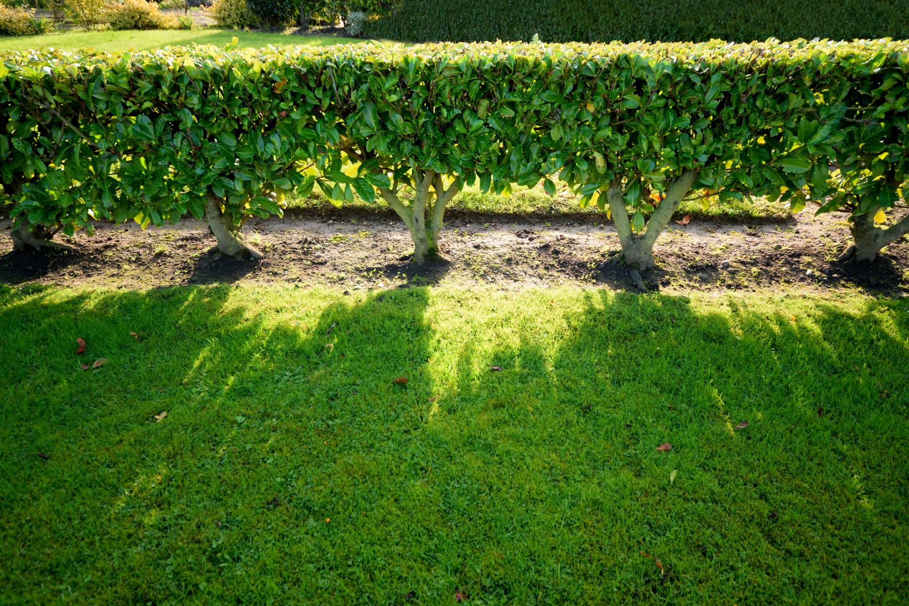 Building A Living Fence: A Step-by-Step Tutorial