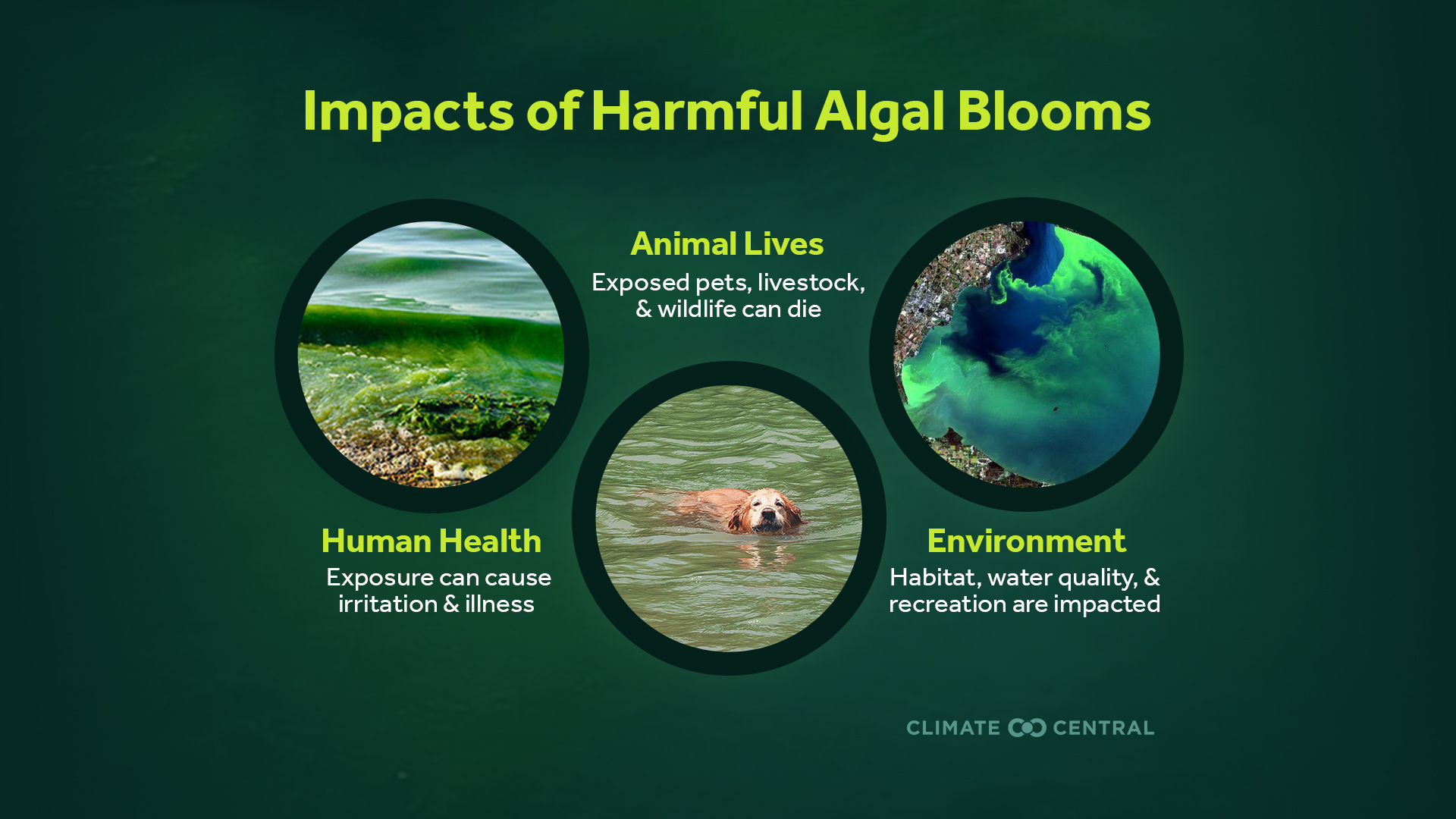 California Coast Algae Bloom: A Growing Threat To Marine Ecosystems