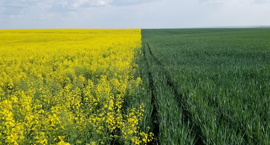 Canola Trade Shift: China's Search For Alternative Suppliers Canola Trade Shift: China's Search For Alternative Suppliers