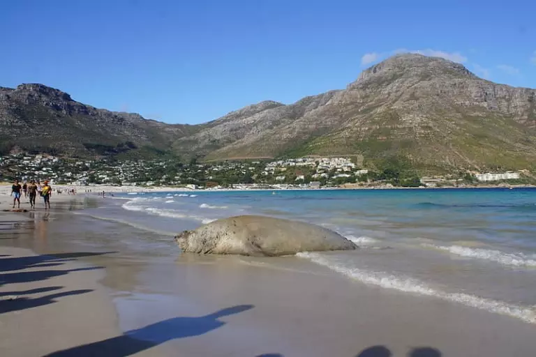Cape Town Elephant Seal Causes Suburban Commotion Cape Town Elephant Seal Causes Suburban Commotion