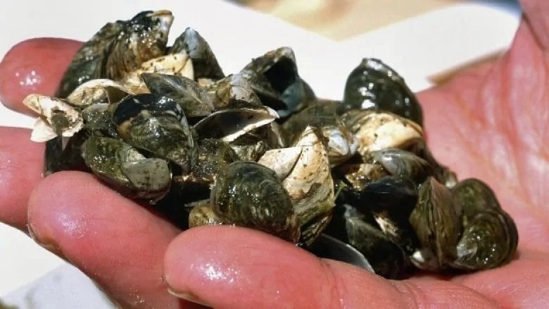 Casper Boat Lift Infestation: Thousands Of Zebra Mussels Found Casper Boat Lift Infestation: Thousands Of Zebra Mussels Found