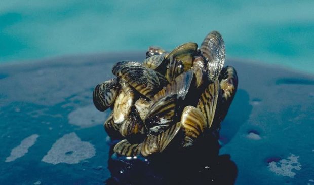 Casper Boat Owner Discovers Massive Zebra Mussel Problem Casper Boat Owner Discovers Massive Zebra Mussel Problem
