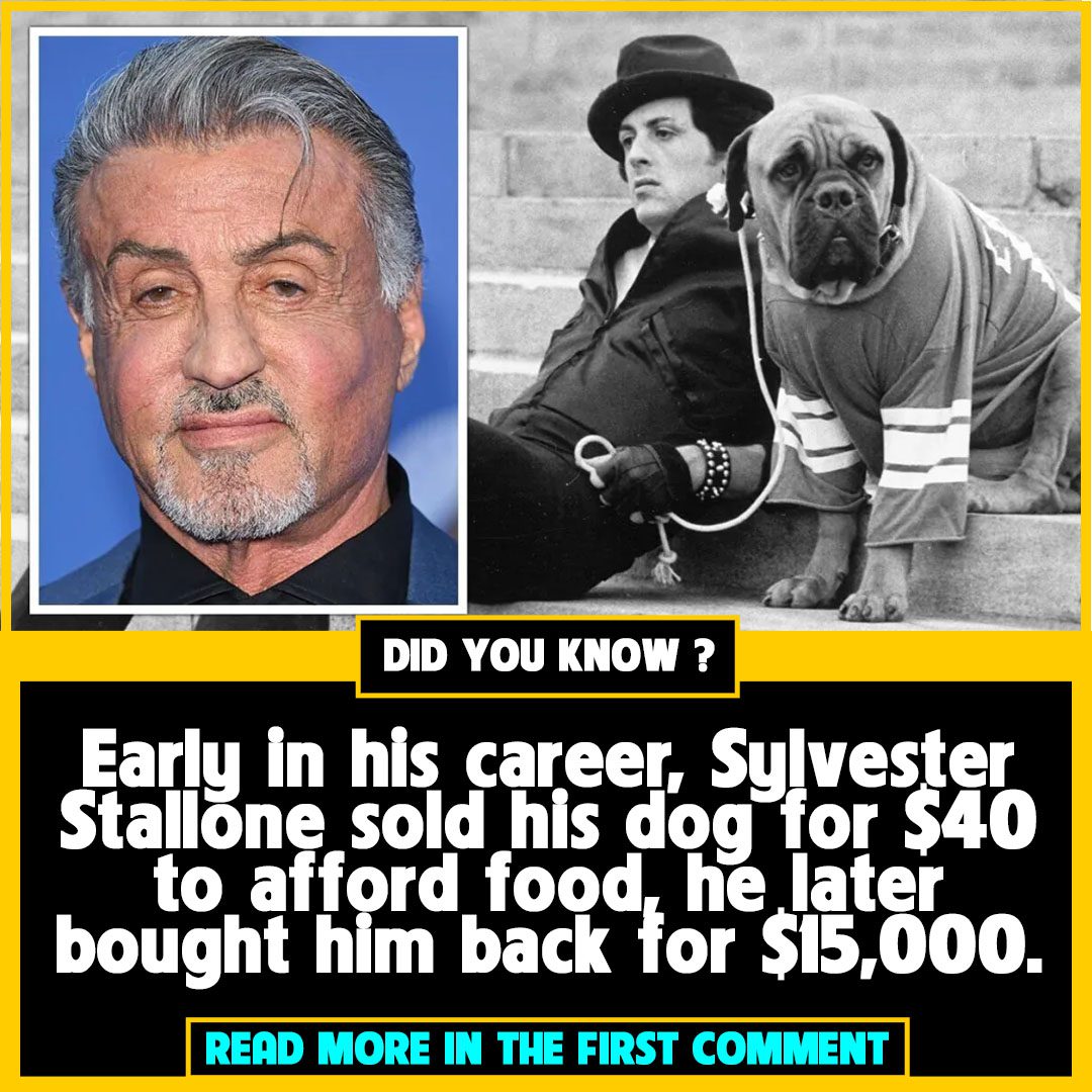 Câștigurile Lui Sylvester Stallone Din Franciza Rocky Câștigurile Lui Sylvester Stallone Din Franciza Rocky