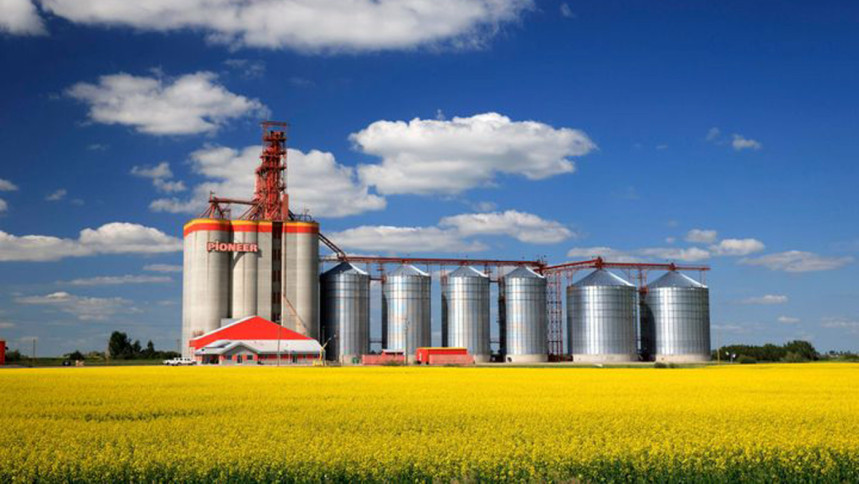 China's Canola Imports: Diversification Strategies And New Partners China's Canola Imports: Diversification Strategies And New Partners