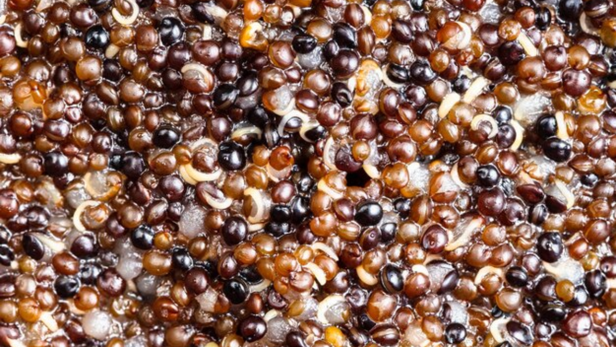 Combate Las Enfermedades Crónicas Y El Envejecimiento Con Este Superalimento (Mejor Que El Arándano) Combate Las Enfermedades Crónicas Y El Envejecimiento Con Este Superalimento (Mejor Que El Arándano)