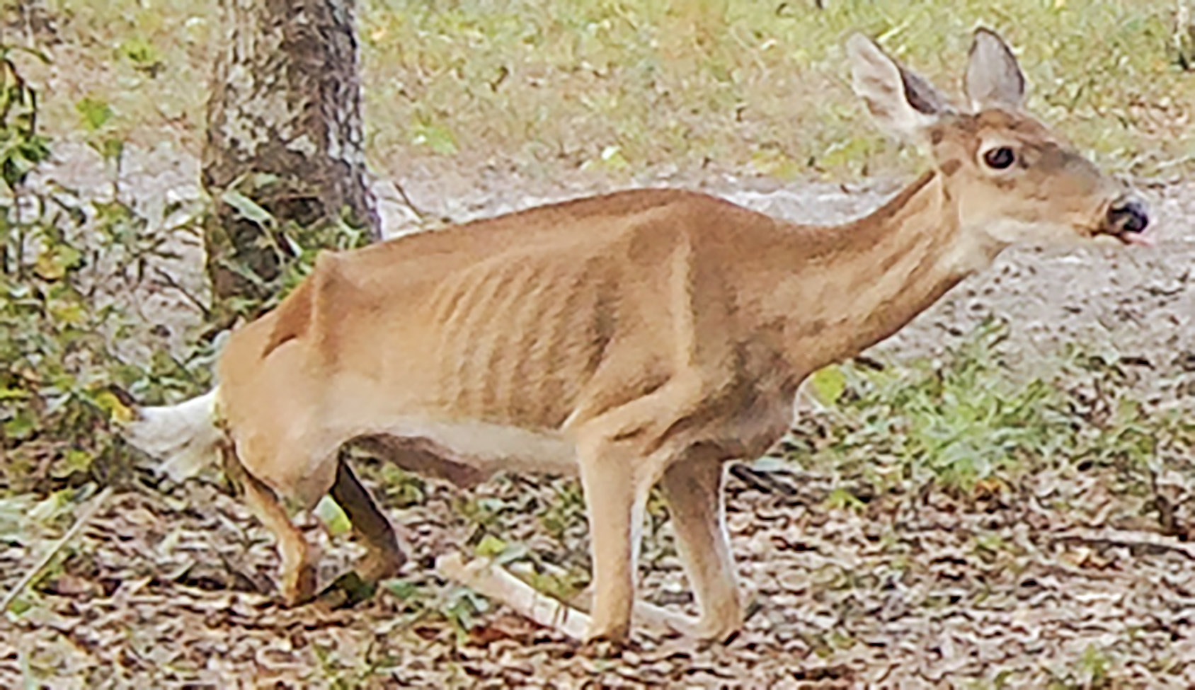 Confirmation Of Chronic Wasting Disease At A Jackson Hole Elk Feedground Confirmation Of Chronic Wasting Disease At A Jackson Hole Elk Feedground