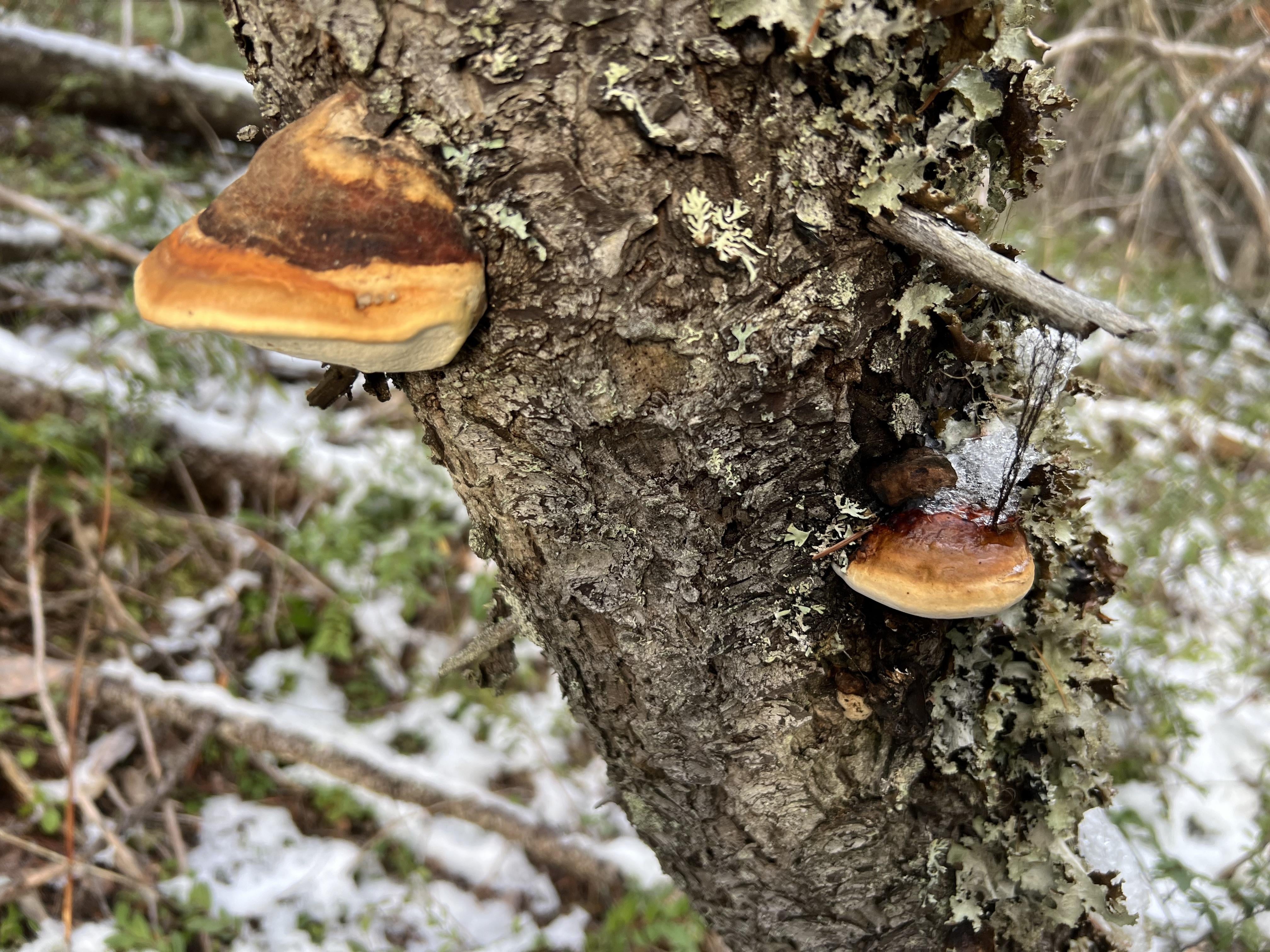 Could A Fungus Really Eat You From The Inside Out? The Growing Threat Of Invasive Species Could A Fungus Really Eat You From The Inside Out? The Growing Threat Of Invasive Species