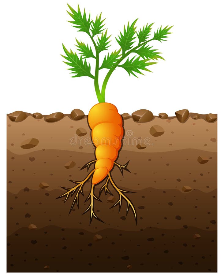 Country Diary: Discovering The Roastable Roots Of A Carrot Cousin Country Diary: Discovering The Roastable Roots Of A Carrot Cousin
