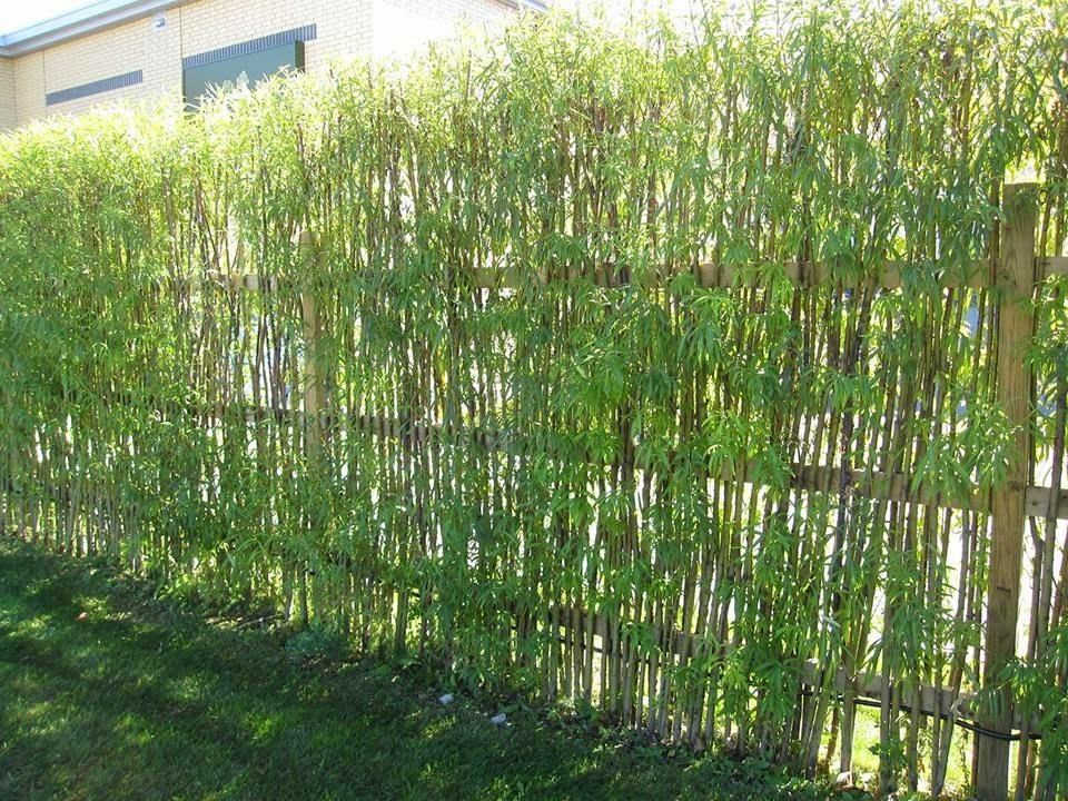 Create A Stunning Living Fence: Plant Selection And Maintenance Create A Stunning Living Fence: Plant Selection And Maintenance