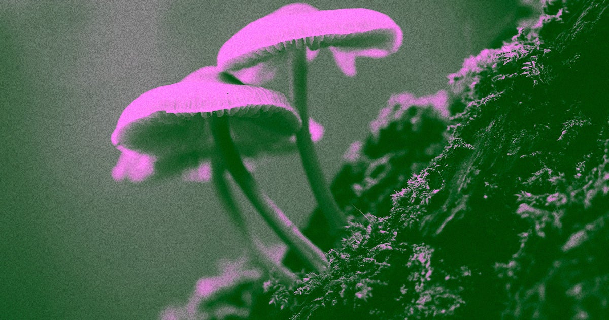 Deadly Fungi: How Global Warming Could Unleash A New Epidemic Deadly Fungi: How Global Warming Could Unleash A New Epidemic