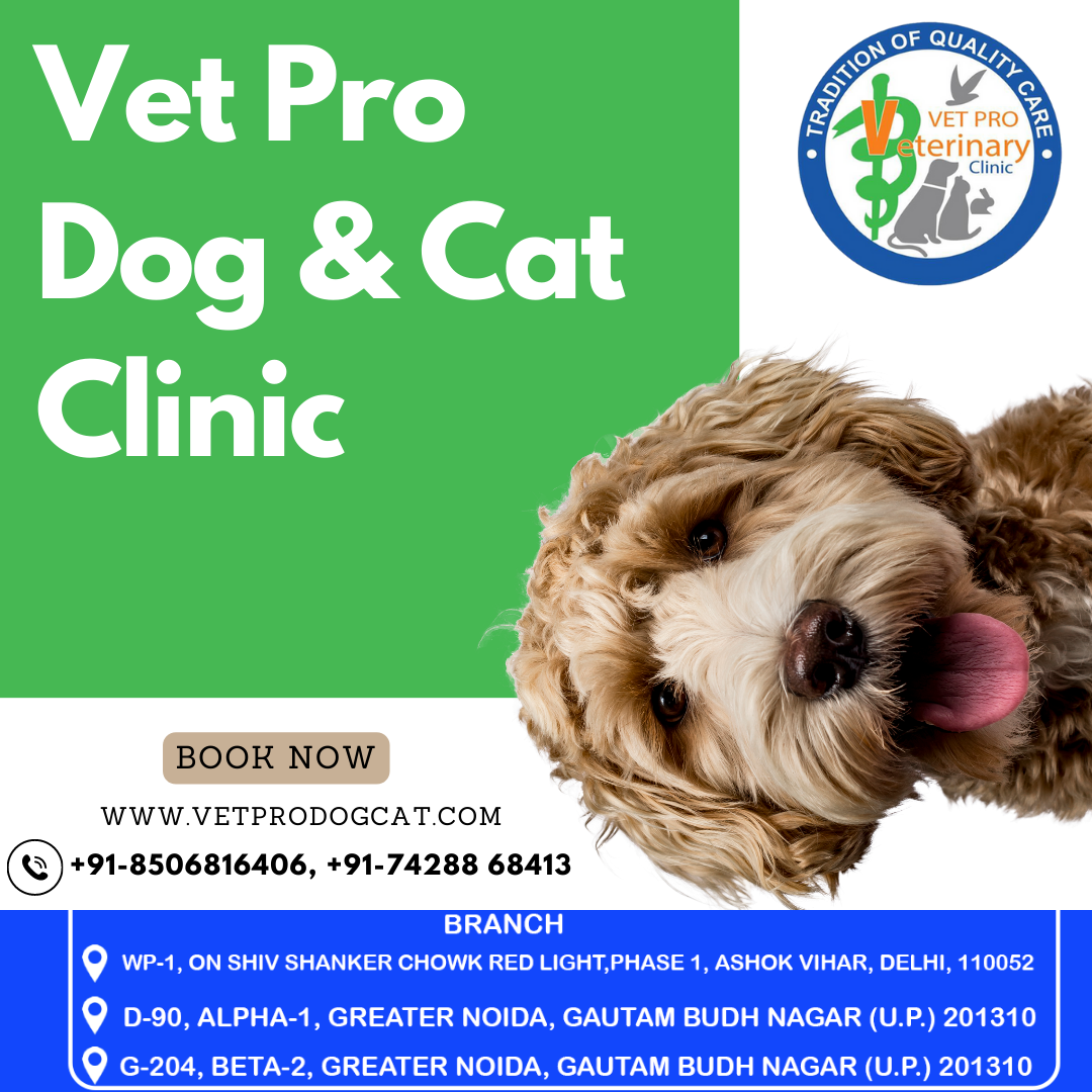 Delhi And Mumbai Get Uber Pet Services: A New Convenient Option For Pet Owners Delhi And Mumbai Get Uber Pet Services: A New Convenient Option For Pet Owners