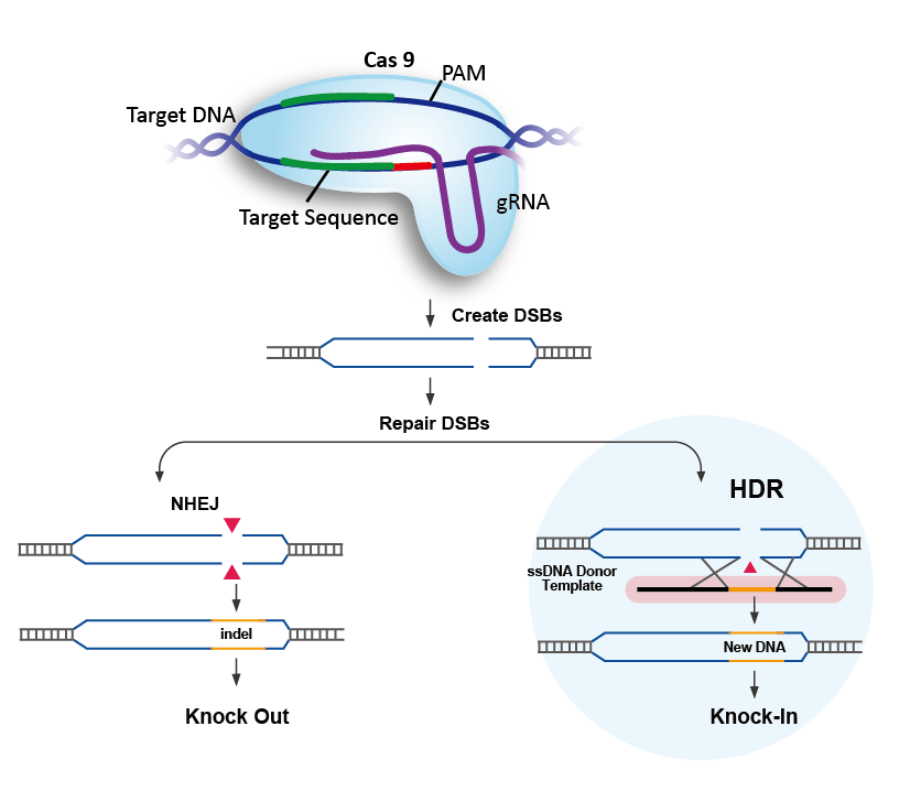 Efficient Whole-Gene Insertion In Human DNA Using CRISPR Efficient Whole-Gene Insertion In Human DNA Using CRISPR