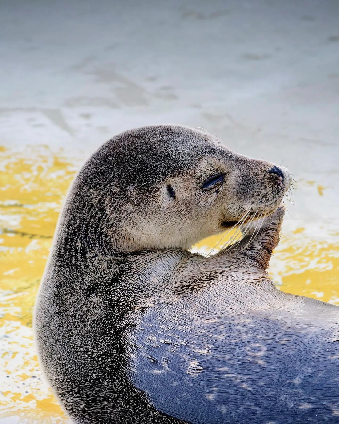 End Of An Era: Pieterburen Seal Rescue Center's Final Seal Release End Of An Era: Pieterburen Seal Rescue Center's Final Seal Release