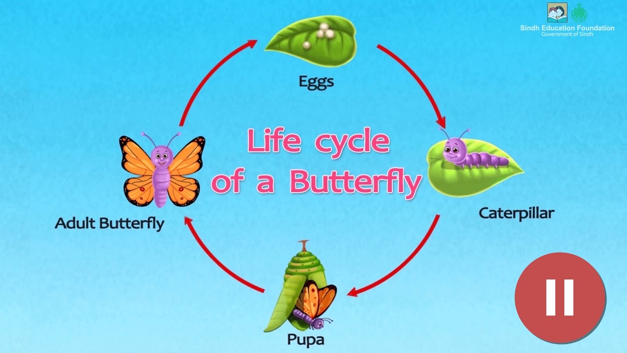 Experiential Learning: How Campus Farm Animals Teach Students About Life Cycles Experiential Learning: How Campus Farm Animals Teach Students About Life Cycles