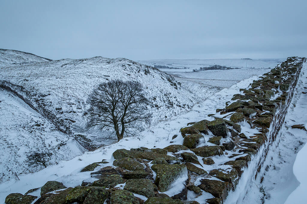 Famous Sycamore Gap Tree: Conviction Of Two Men Responsible For Damage Famous Sycamore Gap Tree: Conviction Of Two Men Responsible For Damage