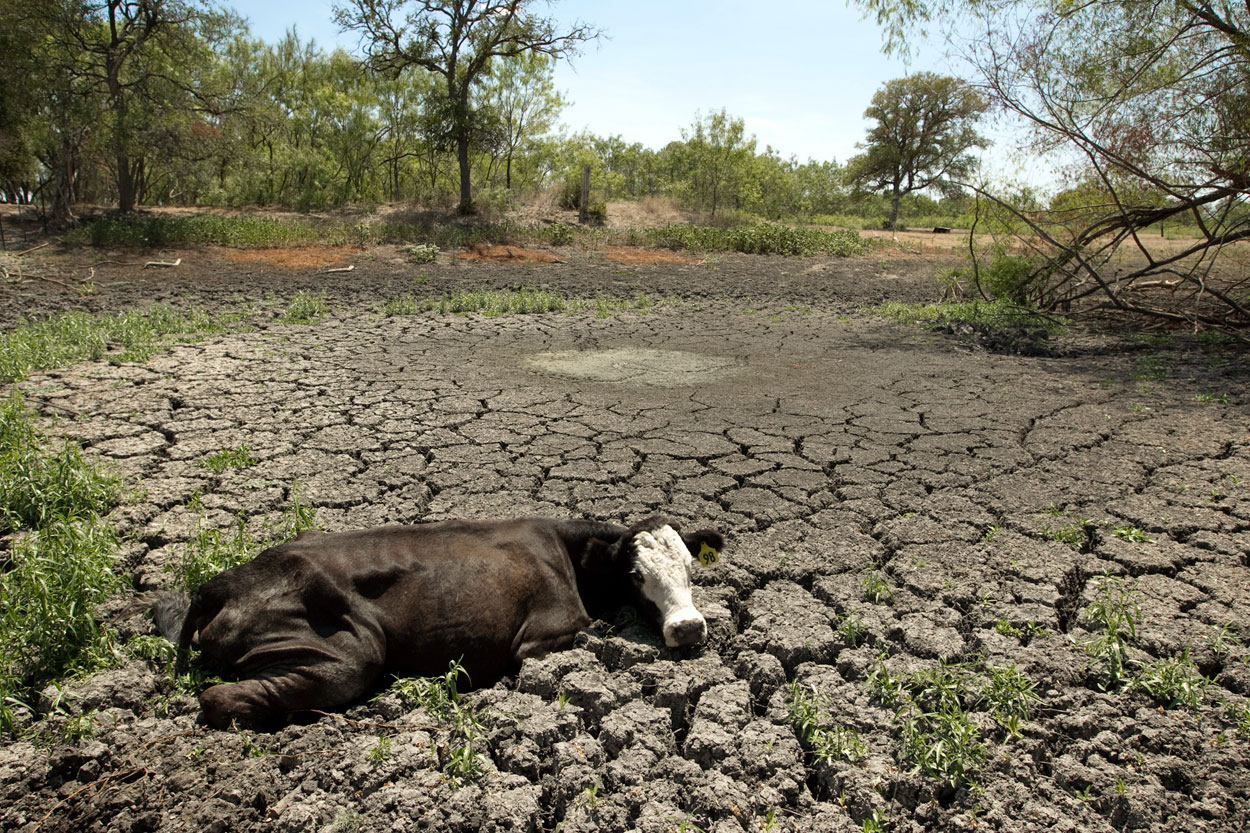 Farmers Fight Drought And Overgrazing: The Impact Of Kangaroos In South Australia Farmers Fight Drought And Overgrazing: The Impact Of Kangaroos In South Australia