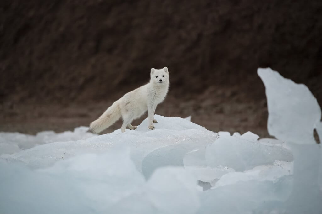 Final Reckoning Svalbard Featurette: Exploring The Arctic Setting Final Reckoning Svalbard Featurette: Exploring The Arctic Setting