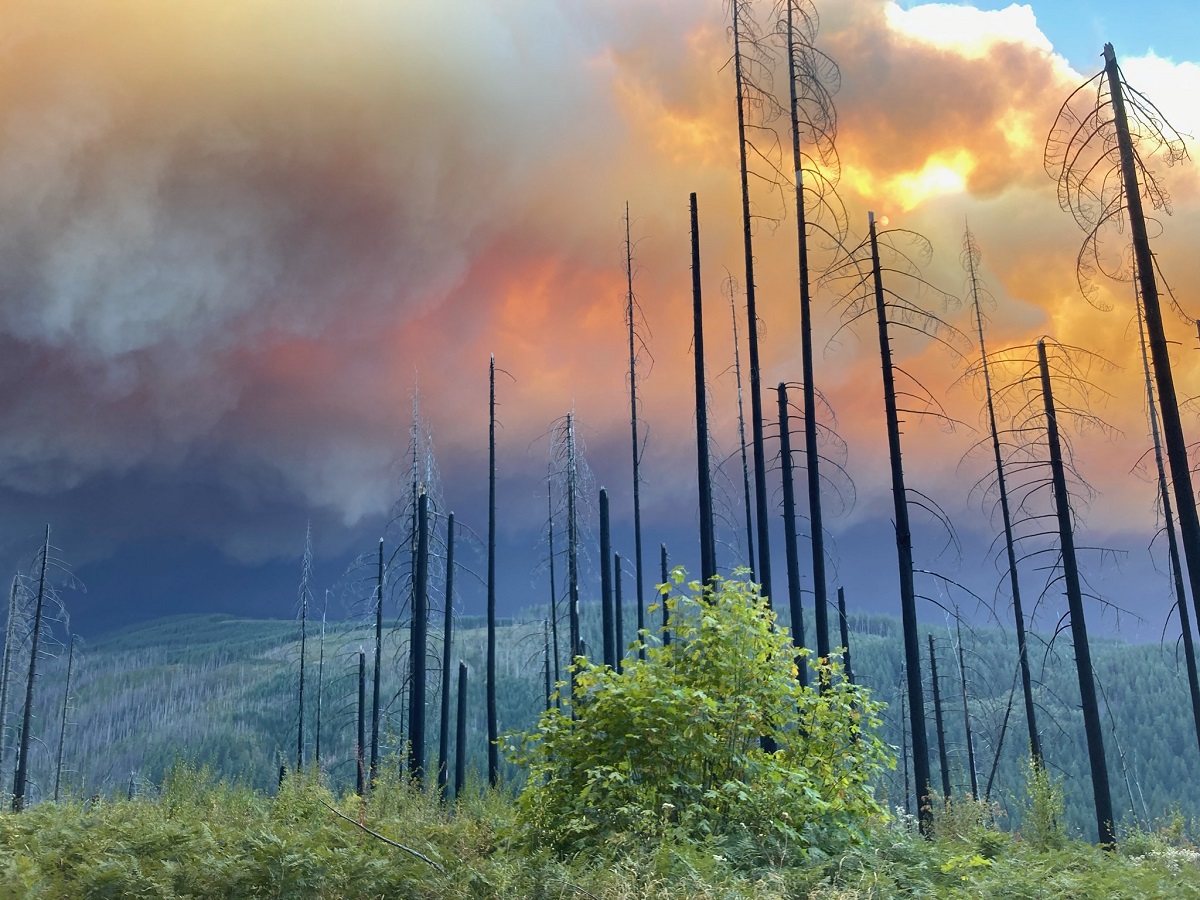 Global Forest Destruction: A Record Year Fueled By Wildfires Global Forest Destruction: A Record Year Fueled By Wildfires