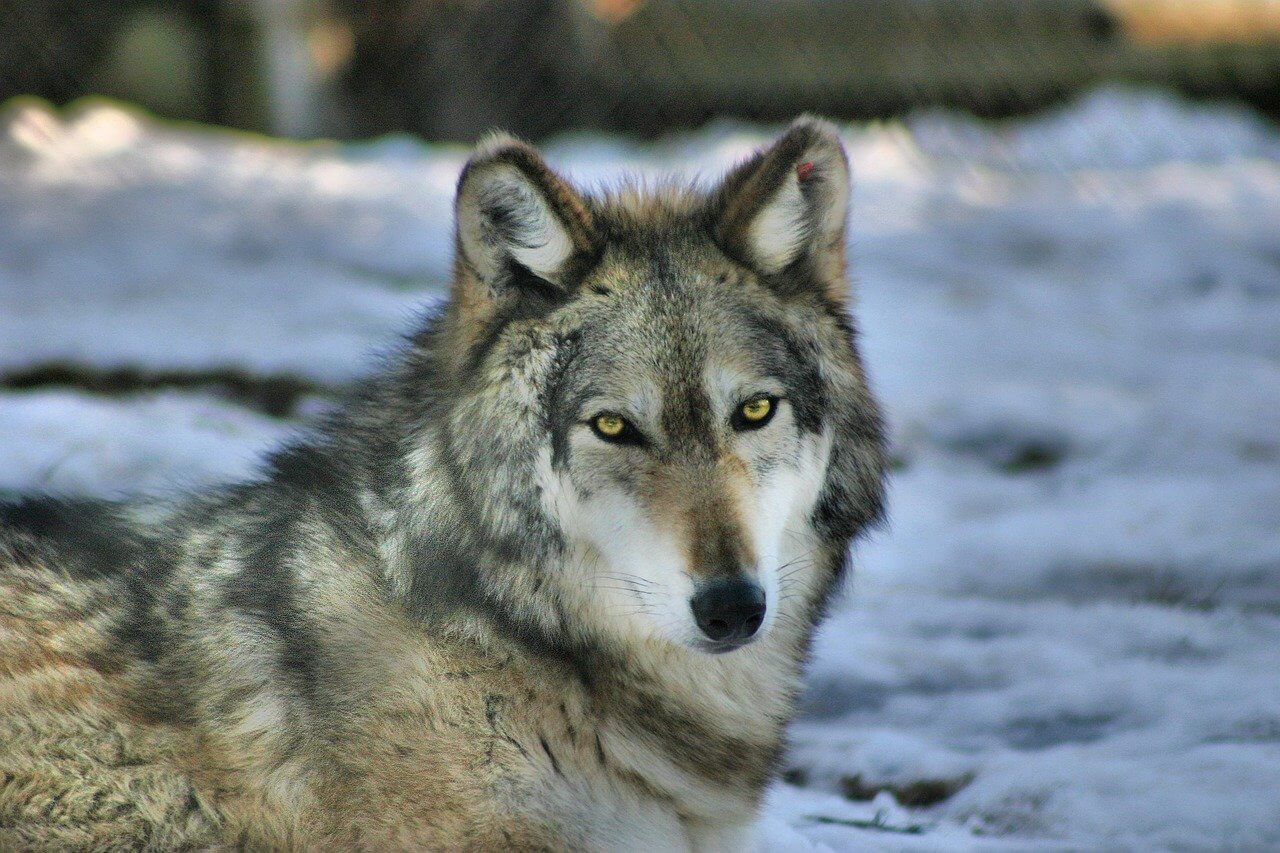 Gray Wolf Population Setback: Death Of Second Translocated Animal In Wyoming Gray Wolf Population Setback: Death Of Second Translocated Animal In Wyoming