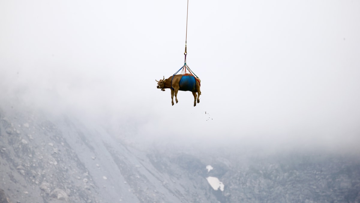 Helicopter And Hiking Evacuation Of Livestock Due To Swiss Alpine Landslide Danger Helicopter And Hiking Evacuation Of Livestock Due To Swiss Alpine Landslide Danger