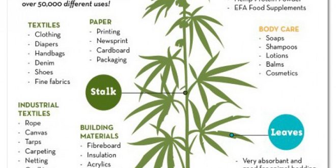 Hemp In Georgia: A Clear Look At Current Laws And Available Products Hemp In Georgia: A Clear Look At Current Laws And Available Products