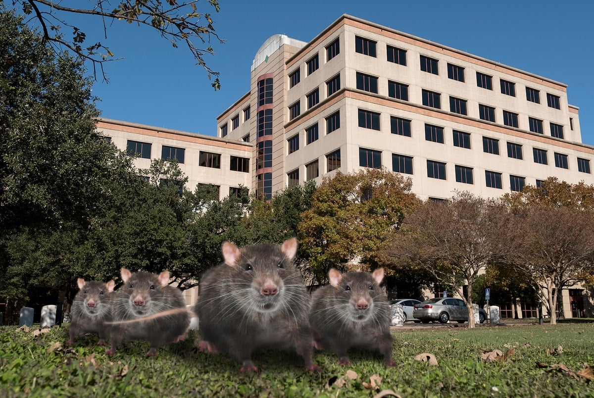 Houston's Unexpected Public Health Issue: Rats And Drug Addiction Houston's Unexpected Public Health Issue: Rats And Drug Addiction