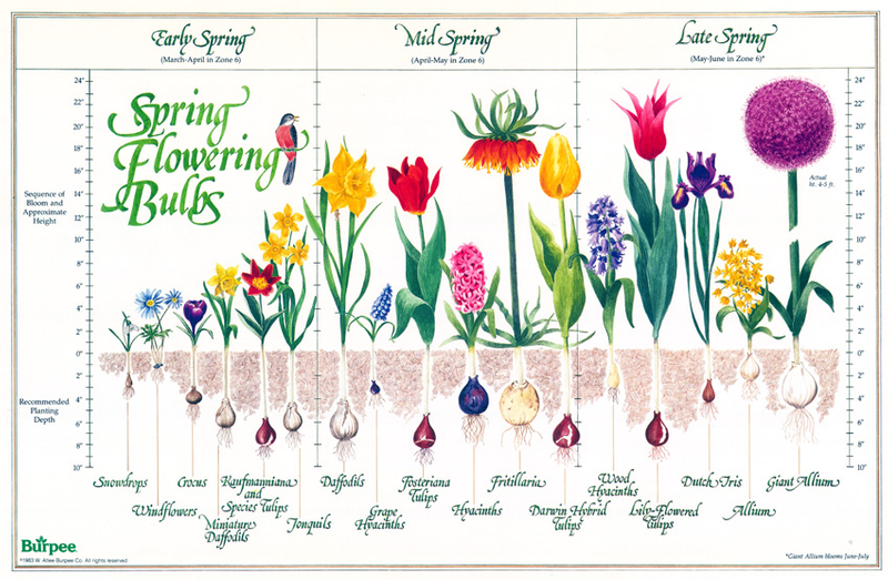 Hyacinth Bulb Planting Schedule: Ensuring Vibrant Spring Displays Hyacinth Bulb Planting Schedule: Ensuring Vibrant Spring Displays