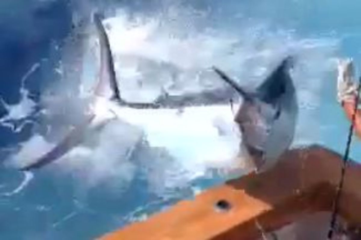 Increased Torpedo Bat Usage Among Marlin Fishermen Increased Torpedo Bat Usage Among Marlin Fishermen
