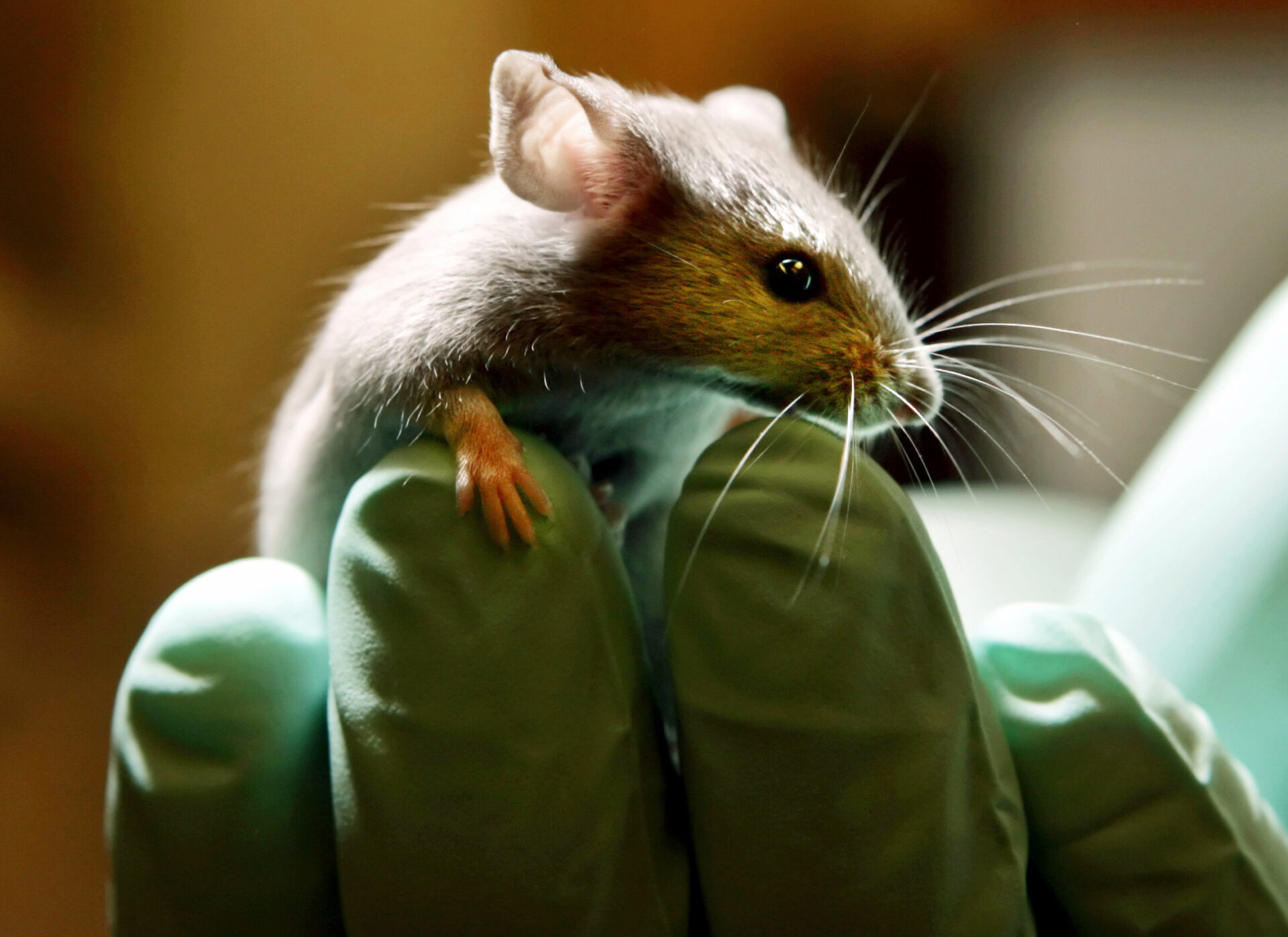 Investigating US Funding In Transgender Animal Research Projects Investigating US Funding In Transgender Animal Research Projects