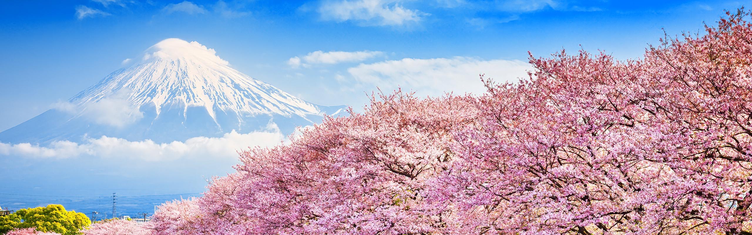 Japan's Cherry Blossom Season: Your Springwatch Itinerary Japan's Cherry Blossom Season: Your Springwatch Itinerary