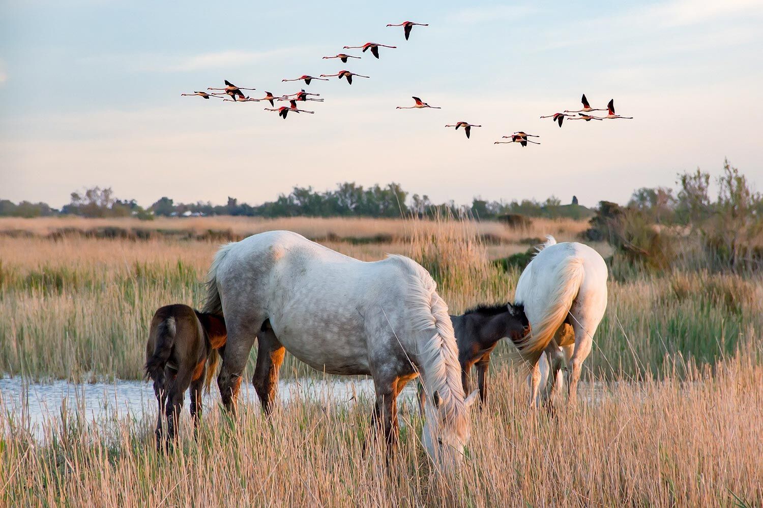 Le Festival De La Camargue À Port-Saint-Louis-du-Rhône : Au Cœur Des Traditions Maritimes Le Festival De La Camargue À Port-Saint-Louis-du-Rhône : Au Cœur Des Traditions Maritimes
