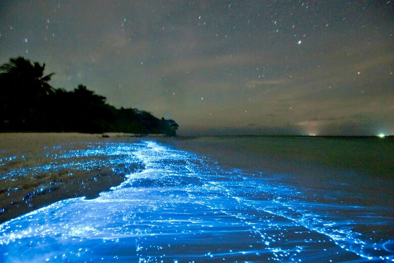 Le Vivant A-t-il Des Droits ? L'exemple Des Étoiles De Mer Et La Question De La Justice Environnementale. Le Vivant A-t-il Des Droits ? L'exemple Des Étoiles De Mer Et La Question De La Justice Environnementale.
