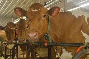 Loose Cows Spotted Near Lancaster County Park Loose Cows Spotted Near Lancaster County Park