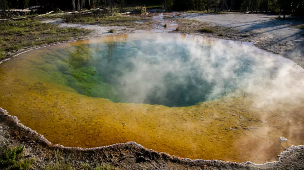 Lost Wolves Of Yellowstone Documentary: Watch The First Trailer Lost Wolves Of Yellowstone Documentary: Watch The First Trailer