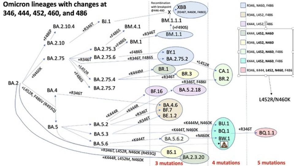 LP.8.1 COVID-19 Variant: Current Status And Future Implications LP.8.1 COVID-19 Variant: Current Status And Future Implications