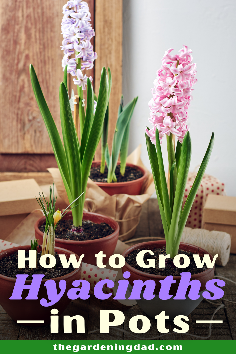 Maximize Hyacinth Blooms: The Ideal Planting Time Maximize Hyacinth Blooms: The Ideal Planting Time