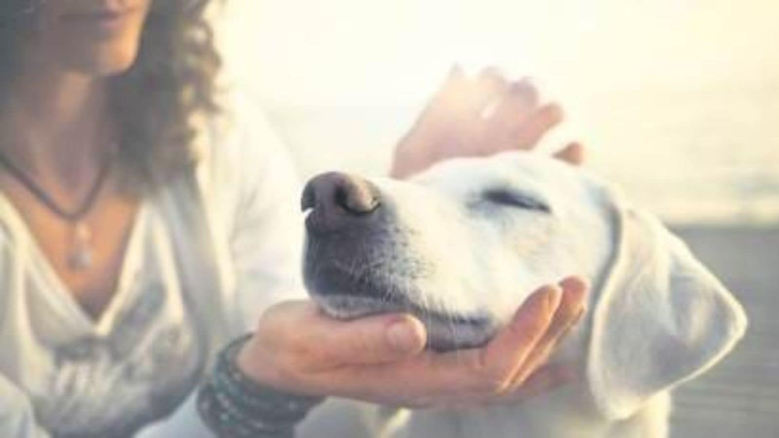 Mumbai Uber Rides With Pets: Rules, Restrictions & Booking Tips Mumbai Uber Rides With Pets: Rules, Restrictions & Booking Tips