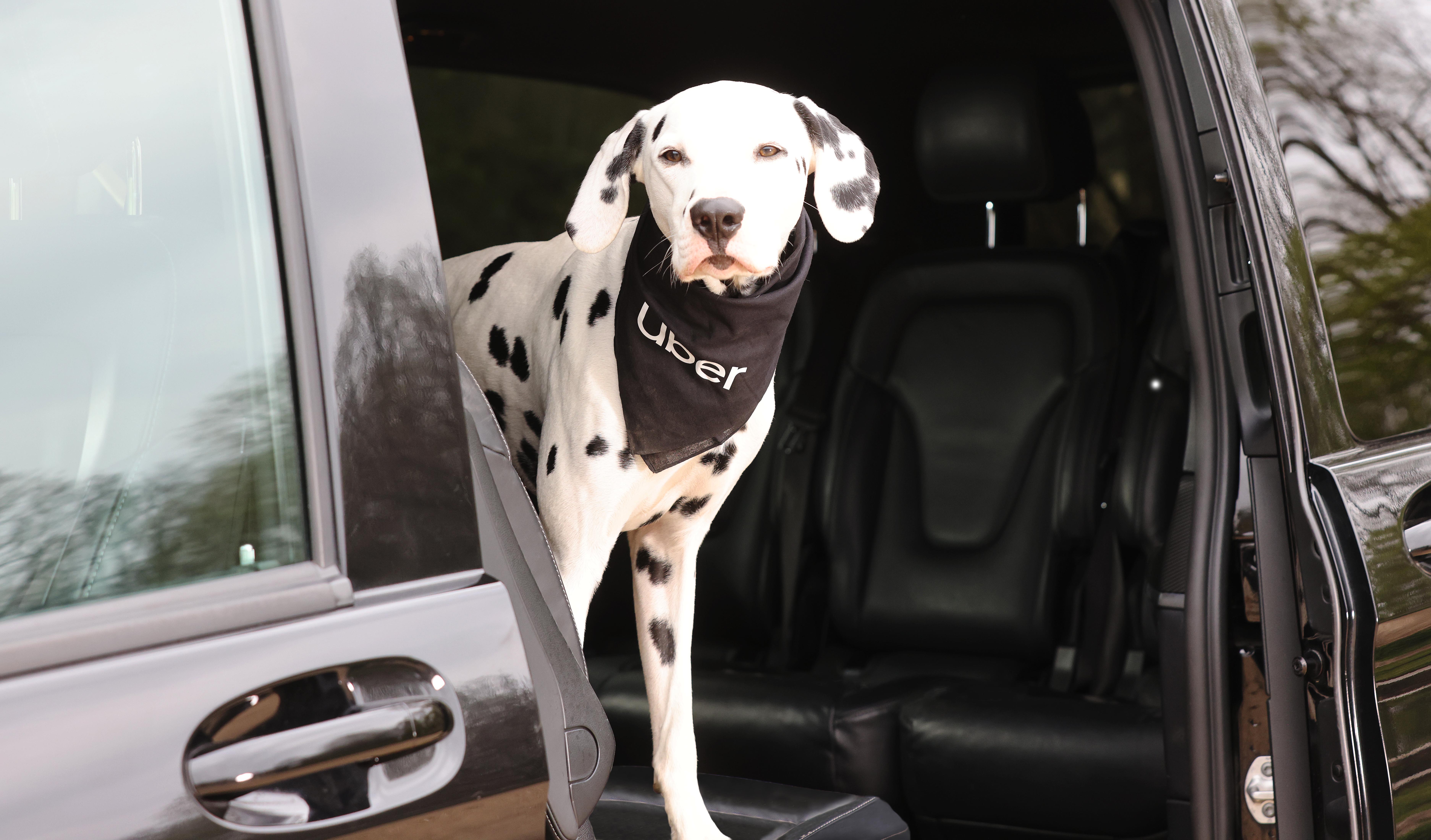 Mumbai's Uber Pet Policy: How To Book A Ride With Your Pet Mumbai's Uber Pet Policy: How To Book A Ride With Your Pet